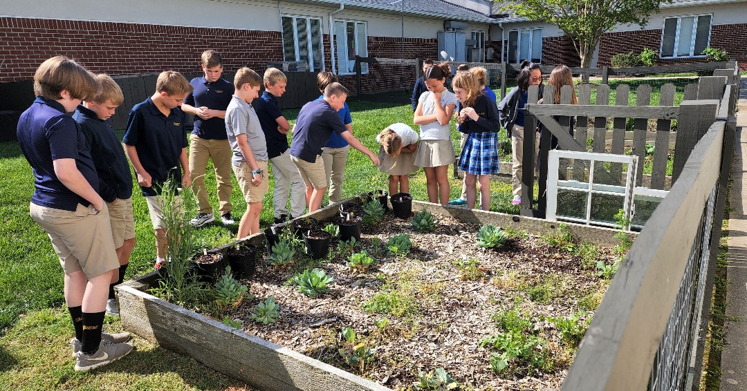 MillwoodSchool's tweet image. Our Bobcats in JK-6 collected and planted acorns last fall as part of a new Millwood tradition, the Class Legacy Tree. During STEAM we went out to check on our acorns and were surprised to see that we have seedlings sprouting from our acorns! #STEM #LegacyTree #MillwoodSchool