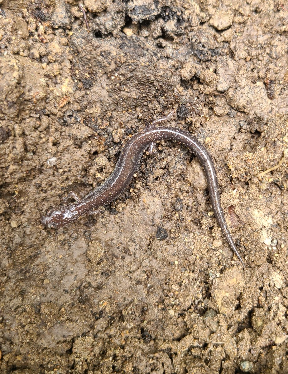 BostonParksDept's tweet photo. 🌲 Join in and show us what you find in your own backyard or favorite park! Participate in the City Nature Challenge April 29 to May 2nd 

🐜 https://t.co/HpMRwxm3Ek 

#CitizenScience #CNCBoston #CityNatureChallenge  @bostoncnc https://t.co/oJUS3j4SLs