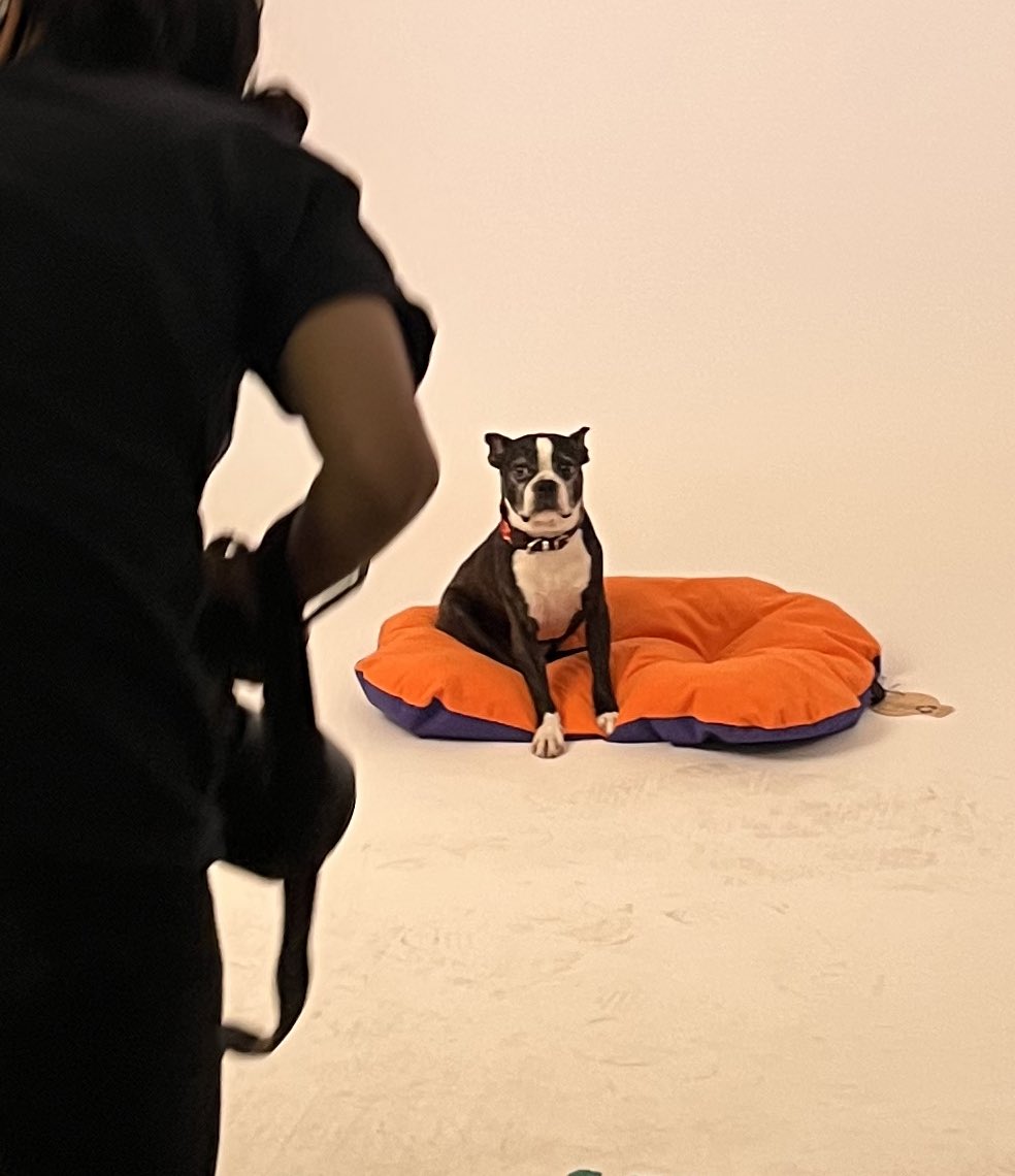 Hoy es la primera vez que mi perro trabaja de modelo ahora si le voy a dividir los gastos de renta y servicios