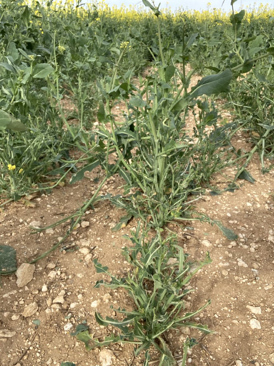 BONNIN1402's tweet photo. D’habitude @OlivierCOSTE2 lorsque tu vois ça, tu penses davantage à un gros orage de grêle ⛈ !
Une perdrix grise qui rappelle, des éoliennes partout, champ tout plat, c’est la #Beauce!
Dégâts de lapinou 🐇 au #pK73 pour qq ares de 🥬en -! https://t.co/YgDnUVoSSN