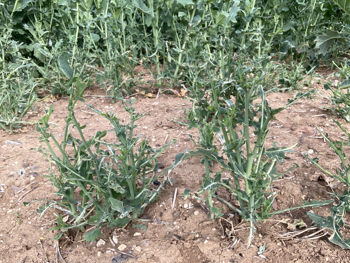 BONNIN1402's tweet photo. D’habitude @OlivierCOSTE2 lorsque tu vois ça, tu penses davantage à un gros orage de grêle ⛈ !
Une perdrix grise qui rappelle, des éoliennes partout, champ tout plat, c’est la #Beauce!
Dégâts de lapinou 🐇 au #pK73 pour qq ares de 🥬en -! https://t.co/YgDnUVoSSN