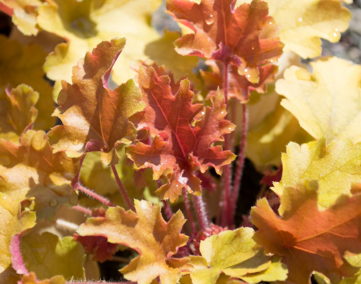 Looking great at the moment with plenty of stock availability is Heuchera Marmalade – one of our favourites. It has gorgeous foliage with tones of rich yellow, amber &amp; deep pinks, &amp; white flowers in summer. It will tolerate full sun, as well as inclement weather. #BritishGrown