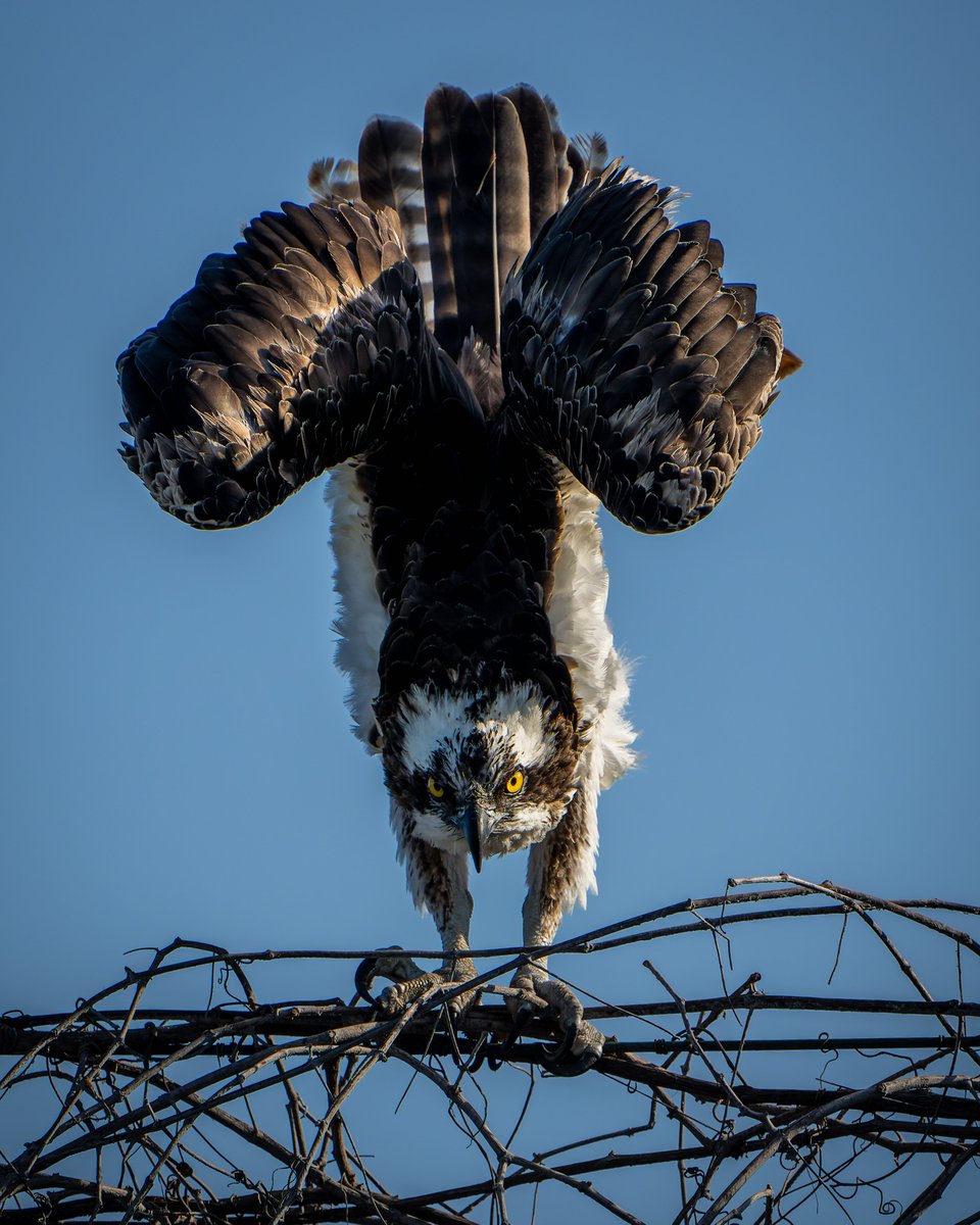 balail's tweet photo. Osprey...morning yoga??
#photography #NaturePhotography #wildlifephotography #thelittlethings https://t.co/5s3jhF4iEe