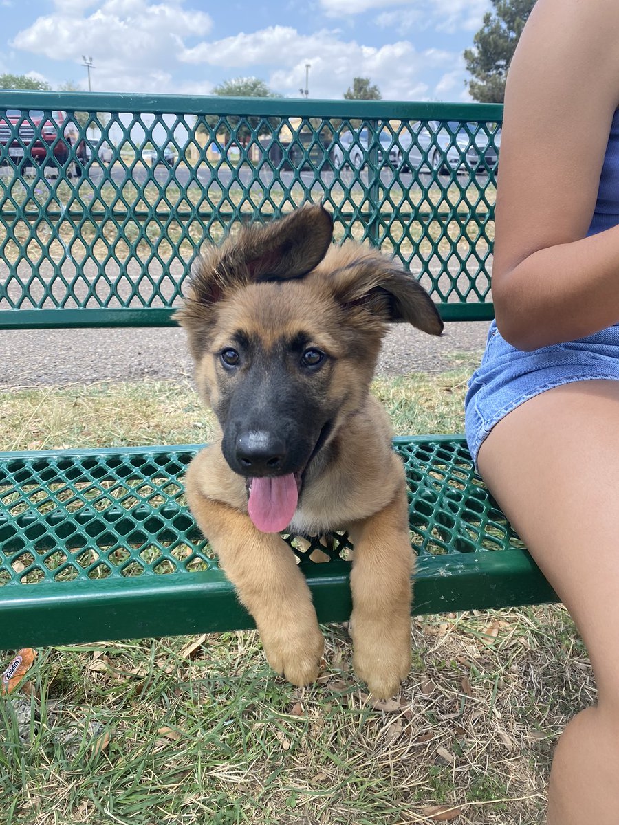 gisellenaomi18's tweet photo. hi guys, this morning i had to rush my pup to the emergency vet because she was in a seizure like state after ingesting some of my supplements. she’s hospitalized atm hoping she will be better tomorrow. this is expense is out of my budget so any donations are appreciated!🥺💗 https://t.co/ttQCYCpPto