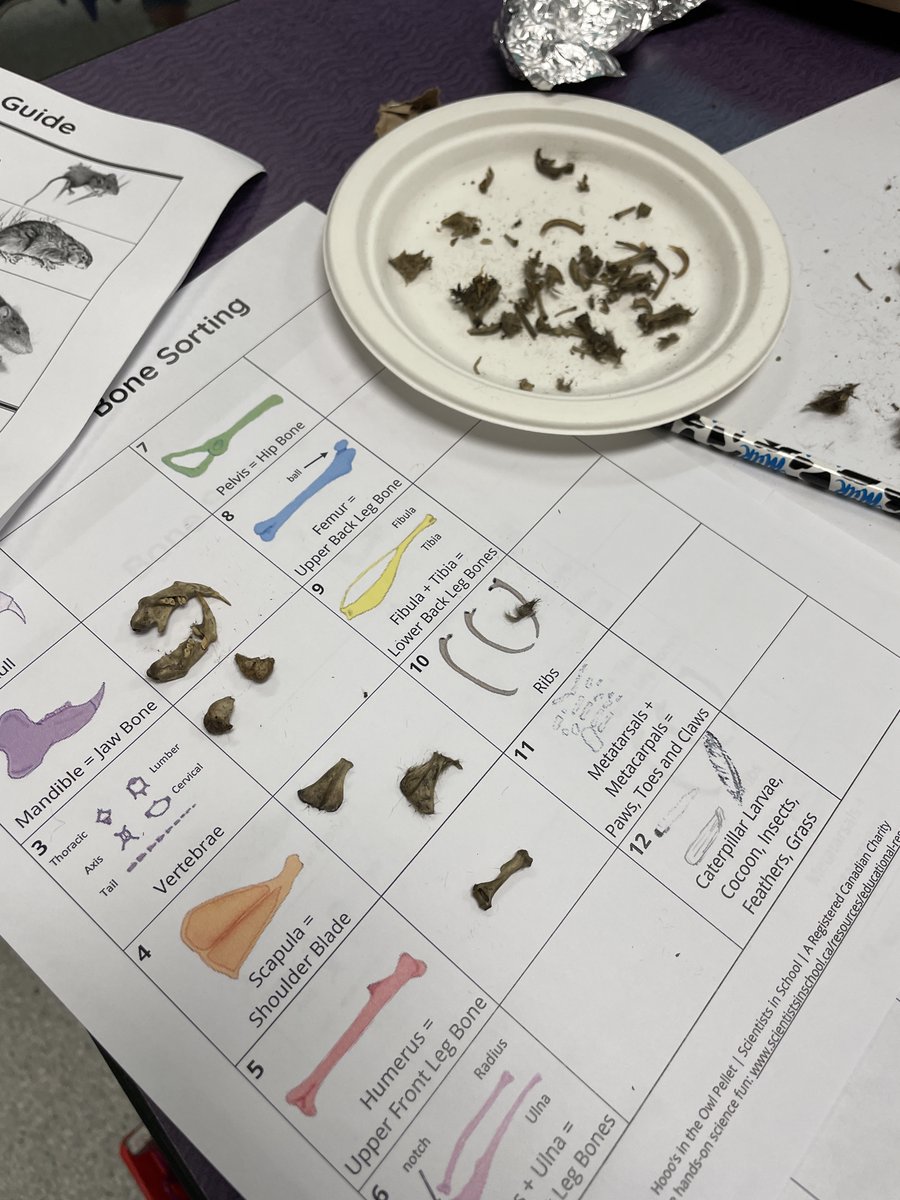 dwpicker's tweet photo. @Sci_in_School #HooosInTheOwlPellet #grade5science #poplarridgeschool The kids were so engaged, slightly grossed out to begin with but very informative and entertaining. https://t.co/xzUyr3YYVH
