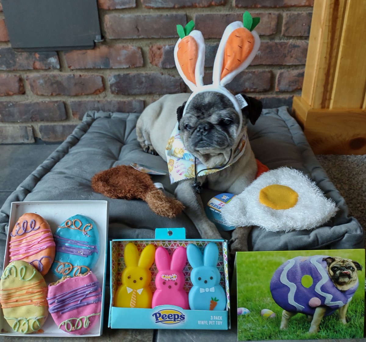 Even the @Cadburybunny07 doesn't make bunny ears LOOK THIS GOOD. Made possible by @TychoPug. THANK YOU SO MUCH for the Easter goodies! Very thoughtful my puggie pal! #puglife #Pugsoftwitter #dogsoftwitter #thursdayvibes #Easter2022 #friends