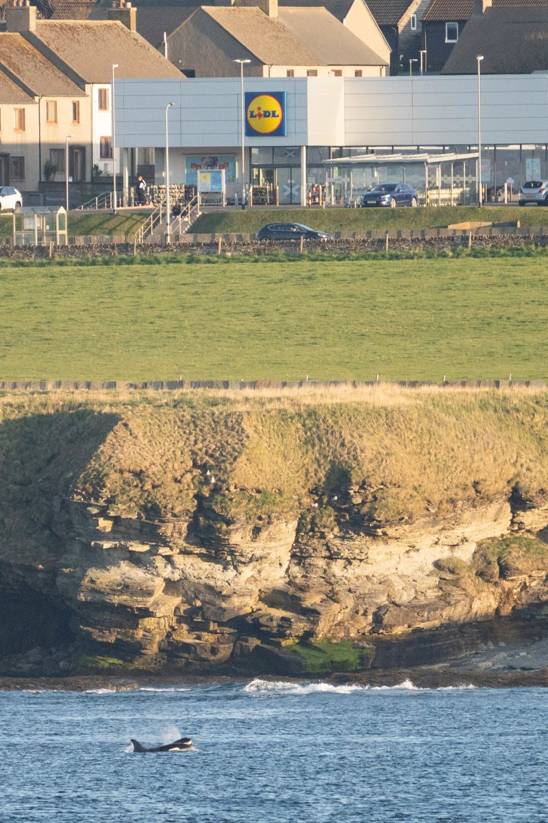 Pretty good offer at Thurso <a href="/LidlGB/">@LidlGB</a> at the moment - buy one get two Orca free