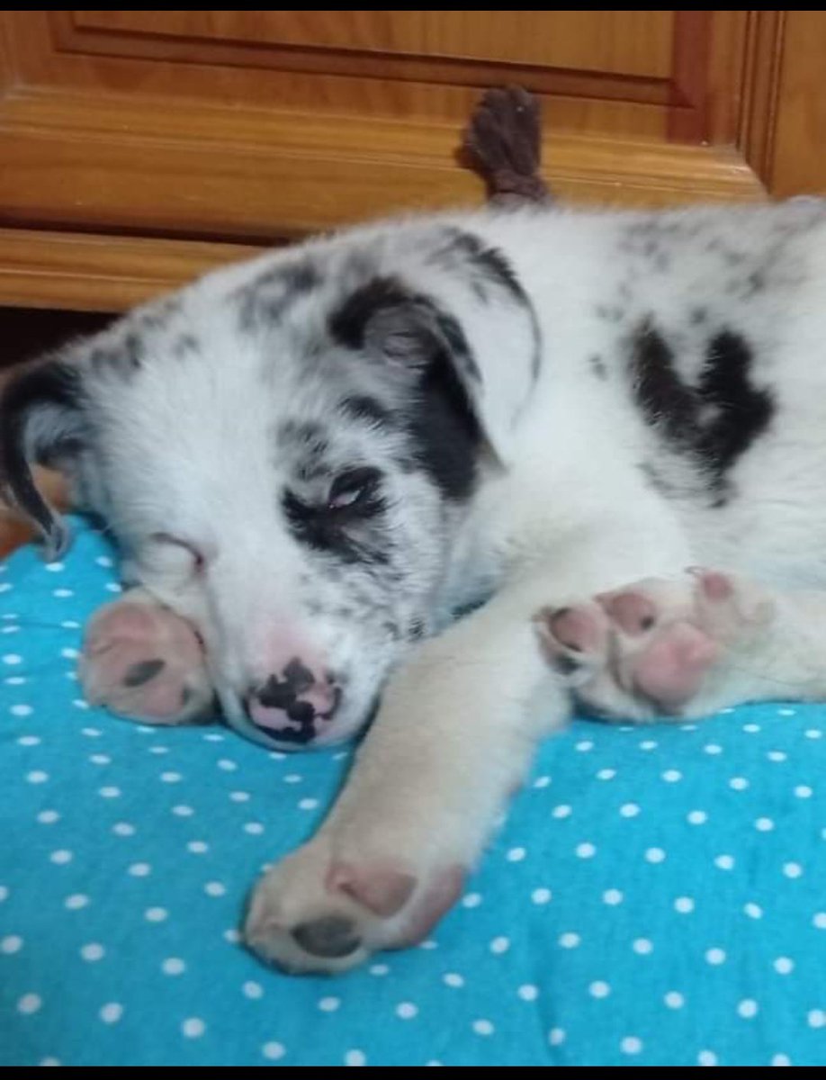 Borders Sin Fronteras tweet media