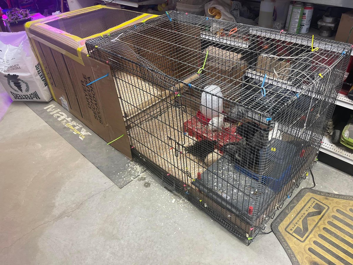 MrsLethal's tweet photo. Still too muddy to move the coop, so the chickens got an addition to their brooder. #boxfort #catproof https://t.co/AXRGiij3LO