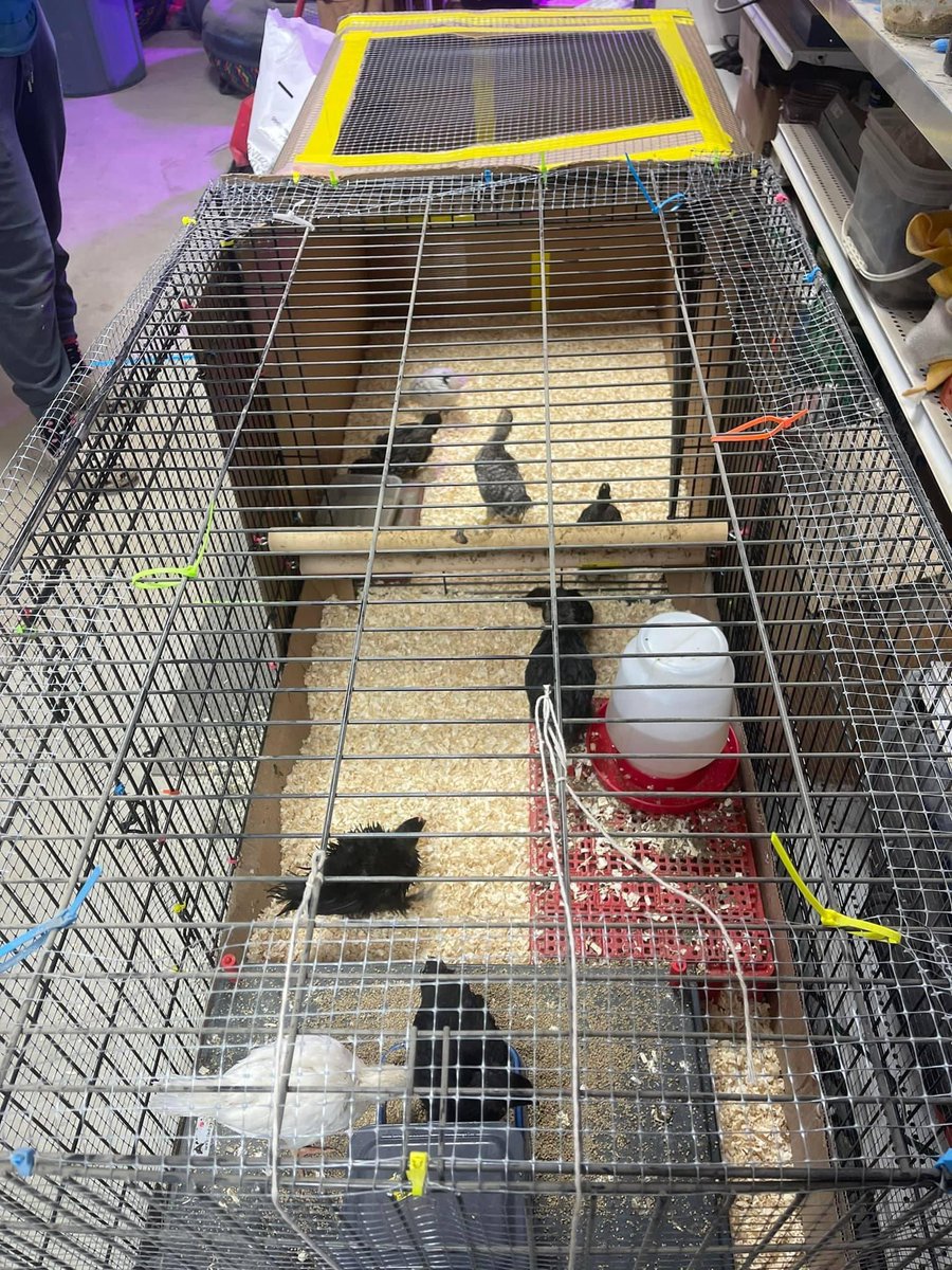 MrsLethal's tweet photo. Still too muddy to move the coop, so the chickens got an addition to their brooder. #boxfort #catproof https://t.co/AXRGiij3LO