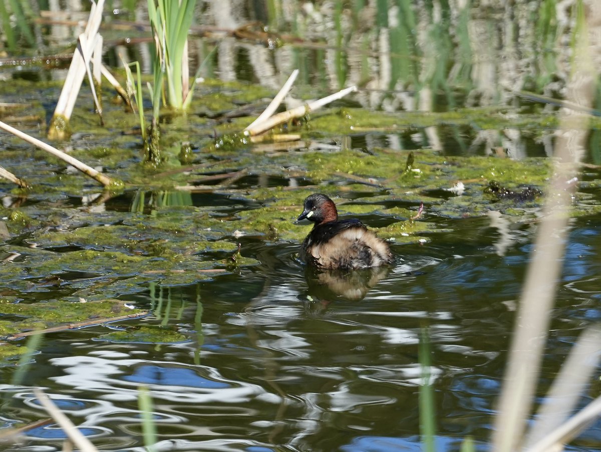 cirzh's tweet photo. #LittleGrebe #GreenConservationStatus #SkerriesMills #Skerries #Fingal #YourFingal #TwitterNatureCommunity #BirdsSeenIn2022 @BWIFingal #birds #birdwatching #birdtwitter #nature https://t.co/SKDAg0RJBB