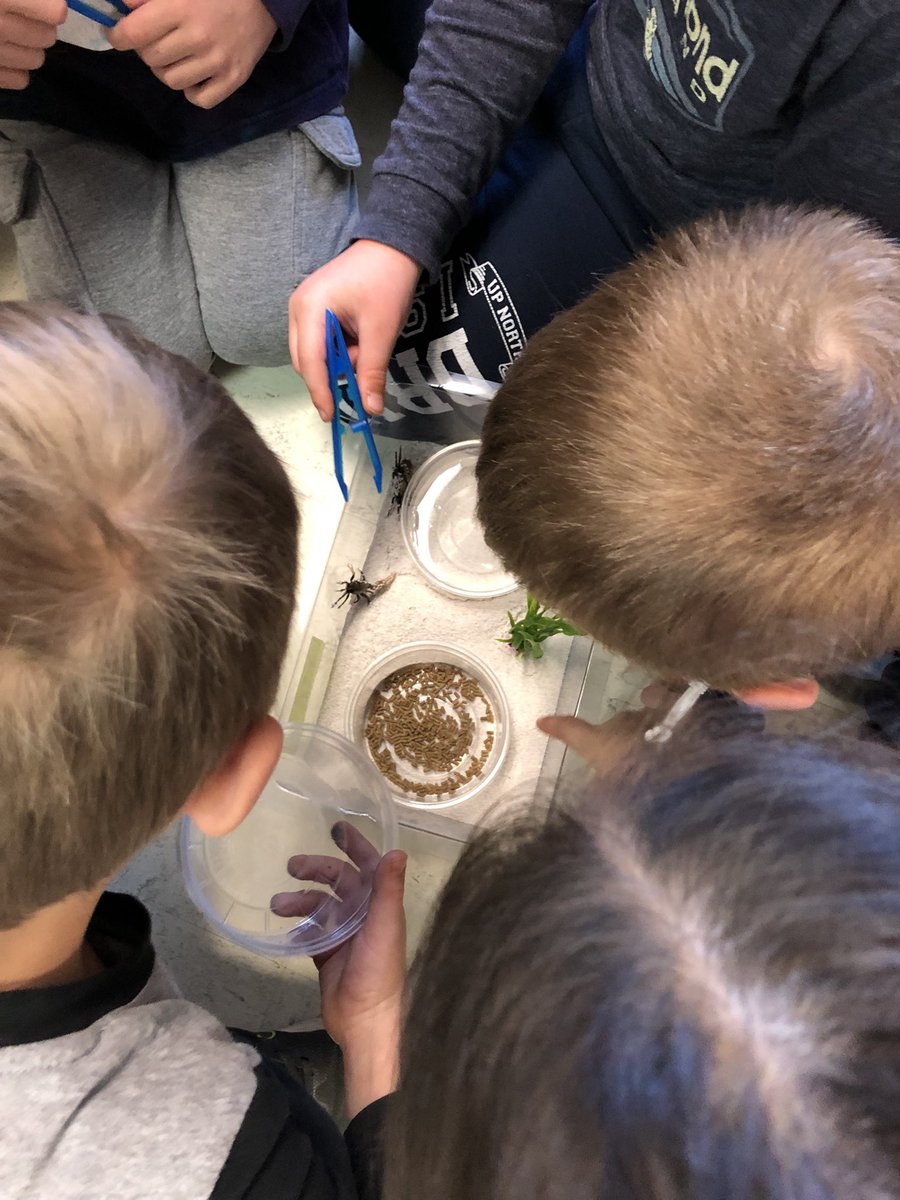 colleen_chick's tweet photo. Fiddler Crabs have arrived!! π¦π₯½π @Costello_Tweets #OneTROY #lifescience #livingthings #firstgradescientists https://t.co/6j14riEnRg