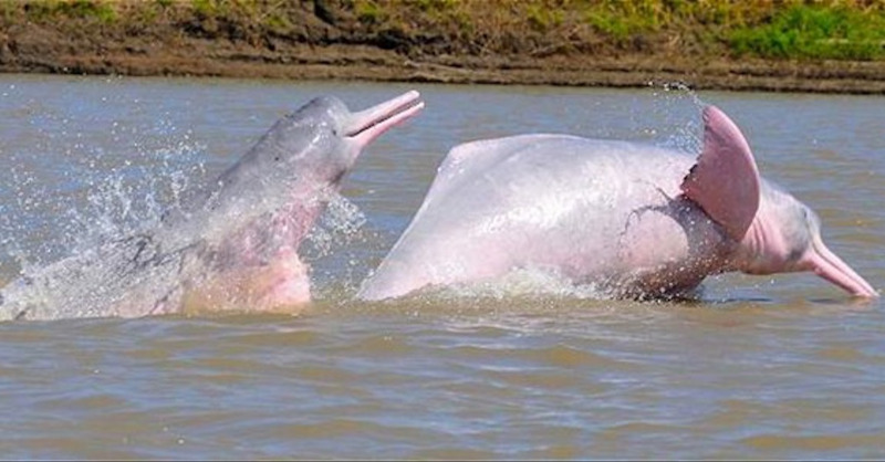 ElOrienteEc's tweet photo. Es la especie más grande de los delfines de río, con una longitud máxima de 2,5 metros de largo.