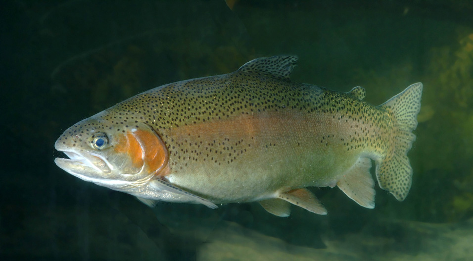Ohio Div of Wildlife on Twitter "He's right Rainbow trout were