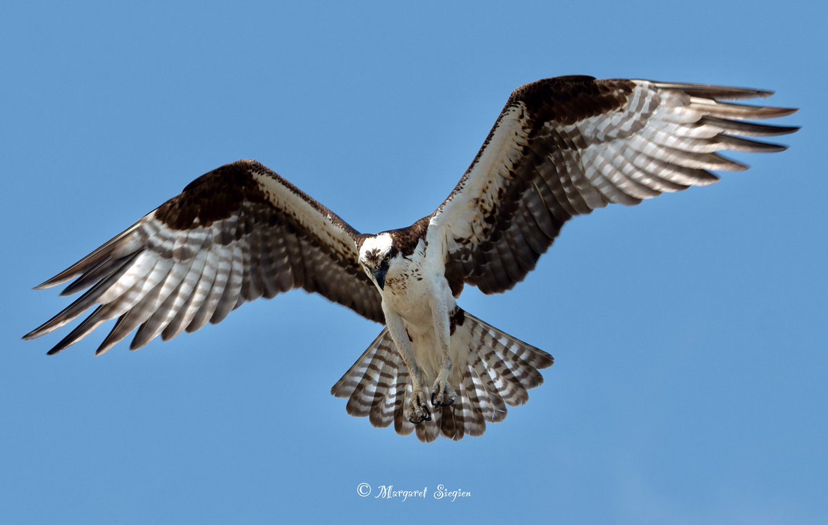 margaretsiegien's tweet photo. Osprey
#seahawks #fishhawks #ospreys #birdsofprey #birdphotography #birdofprey #nature #wildlifephotography #naturephotography https://t.co/noMA0BKjf9