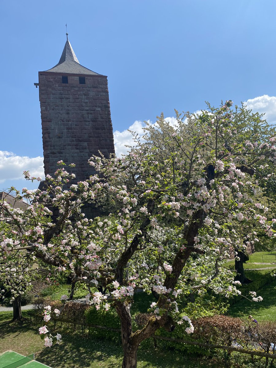 Scheu_Lab tweet media