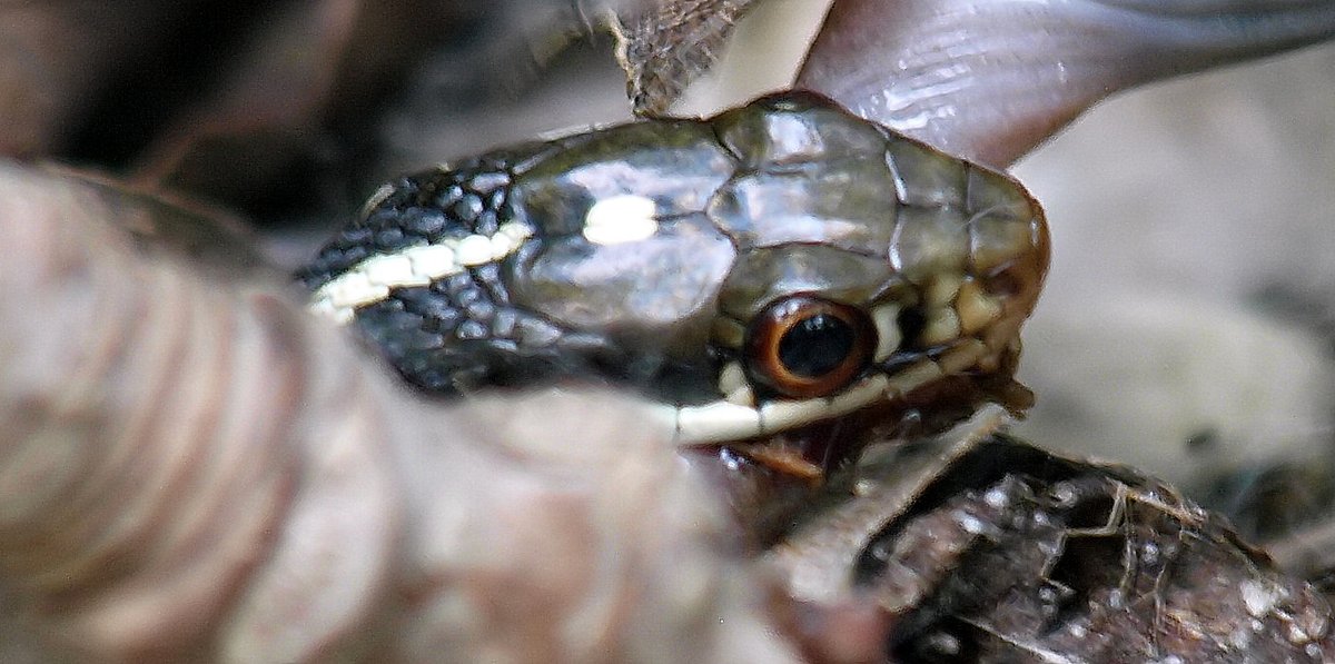 kala61857's tweet photo. Drama in the forest!
Tiny snake, big meal. Toad part of name but actually a terrestrial frog. It's a jungle out there
Western Ribbon Snake (Thamnophis proximus)
Western Narrow-mouthed Toad (Gastrophryne olivacea)
https://t.co/OGrQp9PDk1
#wildlifephotography #herping #ForestDrama https://t.co/7toPJZXoaL