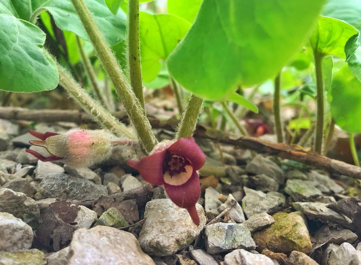 tft_wife's tweet photo. .@greatparks: "Typically, most blooming plants want their [flower] to be raised up to catch the attention of flying insects... But, WILD GINGER is attracting ground insects...that feast on...rotting carcasses... The color and ‘scent'...mimic these critters’ typical food source. https://t.co/1bitvsbYUV