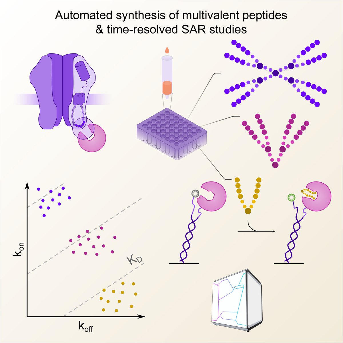 🚨Super happy to share our latest preprint! 😁researchsquare.com/article/rs-153… We joined forces with @DBS_GmbH, <a href="/NanoTemper/">NanoTemper</a> &amp; <a href="/Heiderlab/">Heiderlab</a> to optimize multivalent peptide binders, putting special emphasis on #kinetics #biophysics. Huge thx to all collaborators, especially <a href="/solda_alice/">Alice Soldà</a> 👏