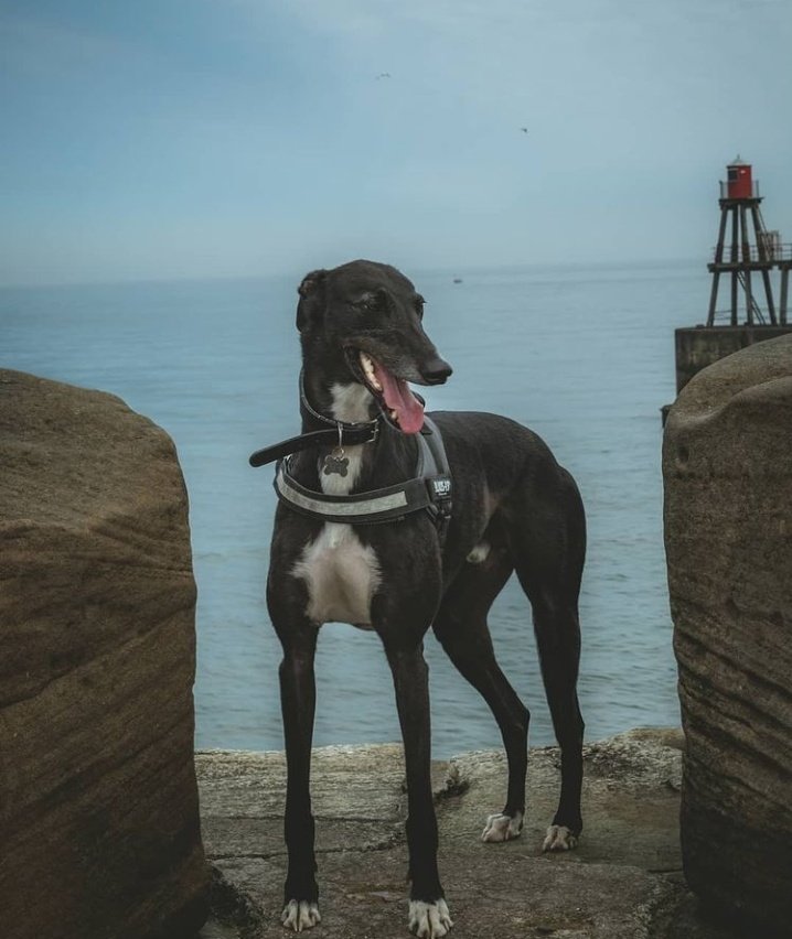 Weatherwax tweet media