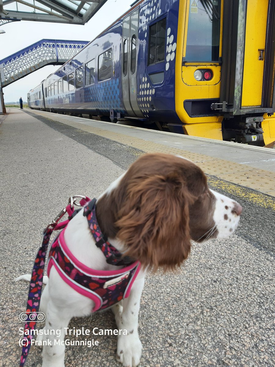 661_aac's tweet photo. All aboard the train to Inverness #TRAIN #inverness #dogs #spinger https://t.co/4QoD6Z5krH