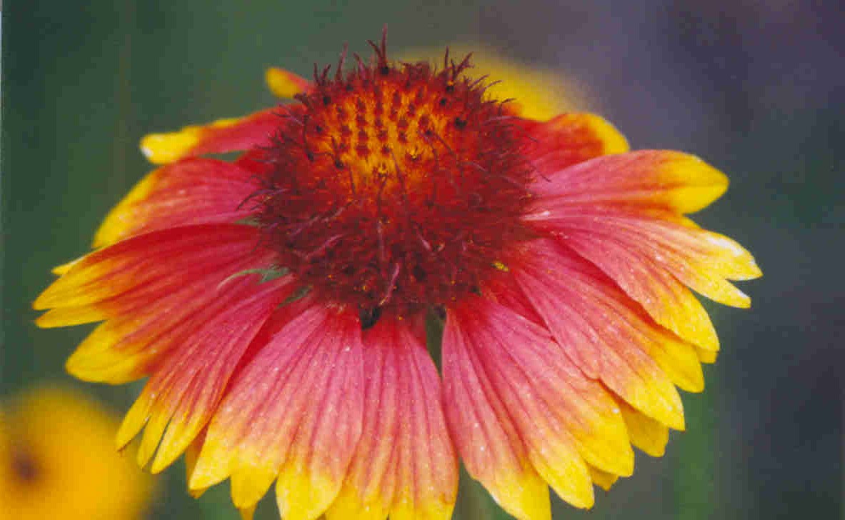 April Showers Bring May Flowers - Zoo-de-Mack, Birding and Specials at Trout Creek Condos in Harbor Springs - 800-748-0245 - mailchi.mp/troutcreek.com…