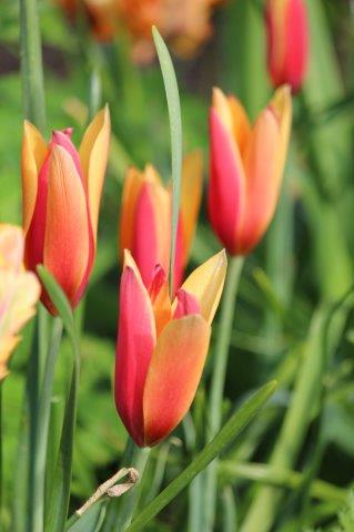 Tuinhappy's tweet photo. Hoe zorg je voor een vrolijke voorjaarstuin? Meer info over #voorjaarsbloeiers. https://t.co/AmQ8honsMk https://t.co/DdXkzN1RlJ
