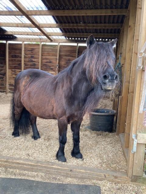 Little Annie post grooming enjoying her clean stable