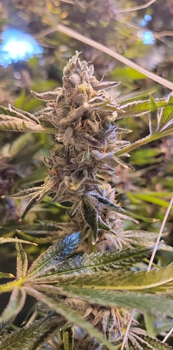 Cookies N Cream Breath coming down soon at work. We got her dialed in on this run.