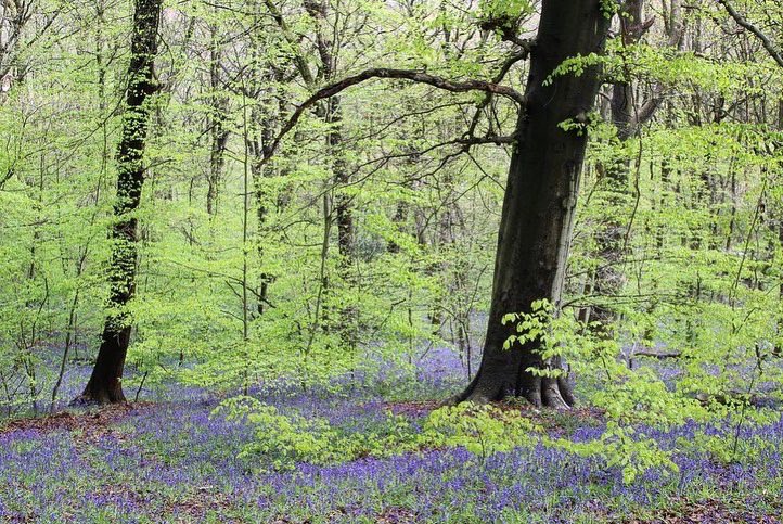 Just in time for the #BankHoliday weekend… woodlands across #Sheffield are starting to turn into carpets of blue! 💙🔔

Woolley Wood has one of the most impressive bluebell displays in city (and beyond) as these shots by <a href="/SallyOHal/">Dr.Sally O' Halloran ☘️</a> captured last year show!
