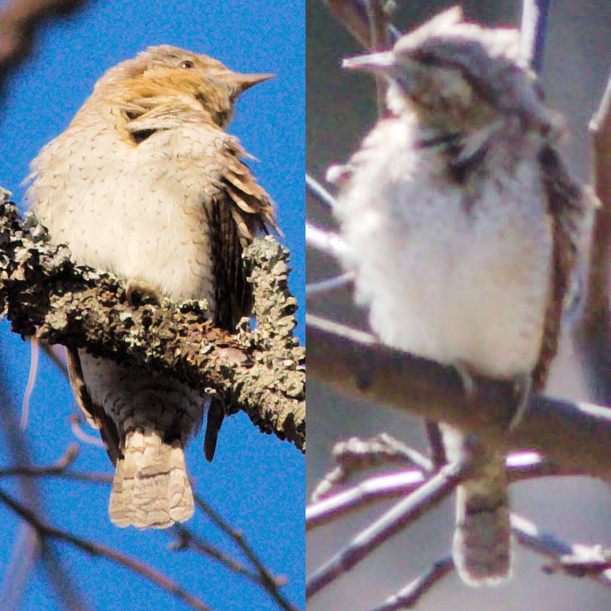Käenpiika - 🐦🎵 kaunotar ja 🐦kulkuri kotipihalla. 🐦Lady and 🐦the Tramp. #käenpiika #wryneck