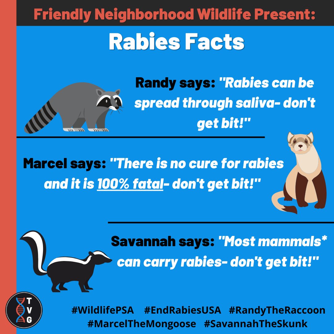 VannevarGroup's tweet photo. #RandyTheRacoon🦝 says #DontGetBit
#MarcelTheMongoose🐾 says #DontGetBit
#SavannahTheSkunk🦨 says #DontGetBit
For fox sake, #DontGetBit🦊
But if you do get bit, get jabbed (PEP)
#WildlifePSA🦇 #EndRabiesUSA #RabiesIsFatal #ProtectWildlife #ProtectYourself #TVG2022 #TVG https://t.co/gDDGBUi7in