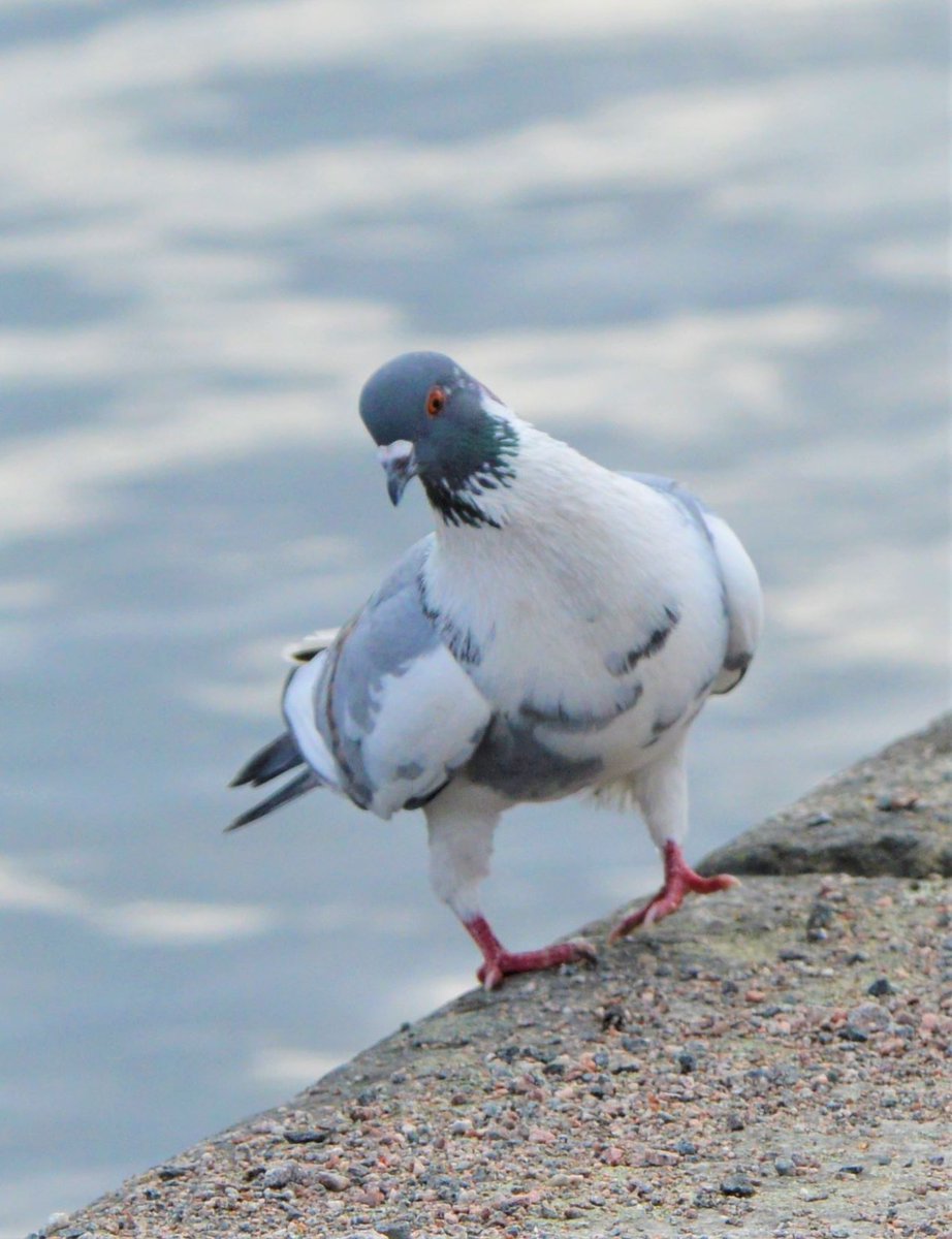 BlueBlue96yo's tweet image. 📸