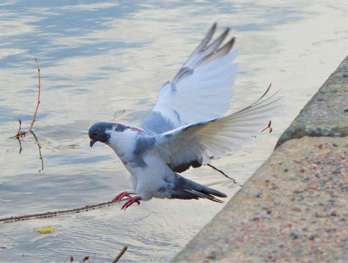 BlueBlue96yo's tweet image. 📸