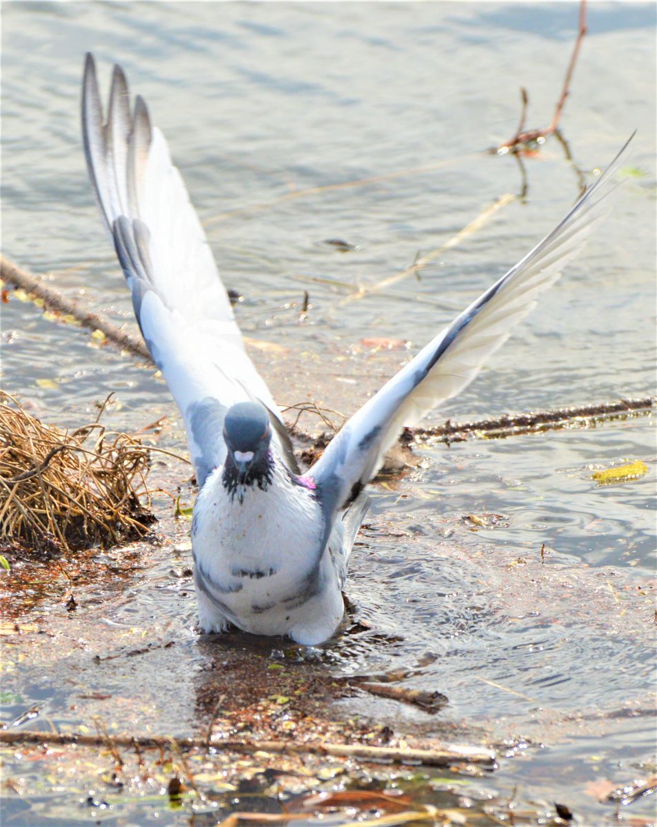 BlueBlue96yo's tweet image. 📸