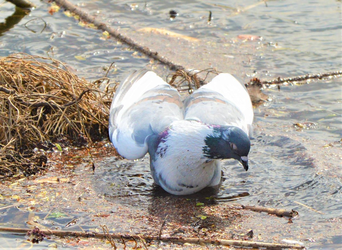 BlueBlue96yo's tweet image. 📸