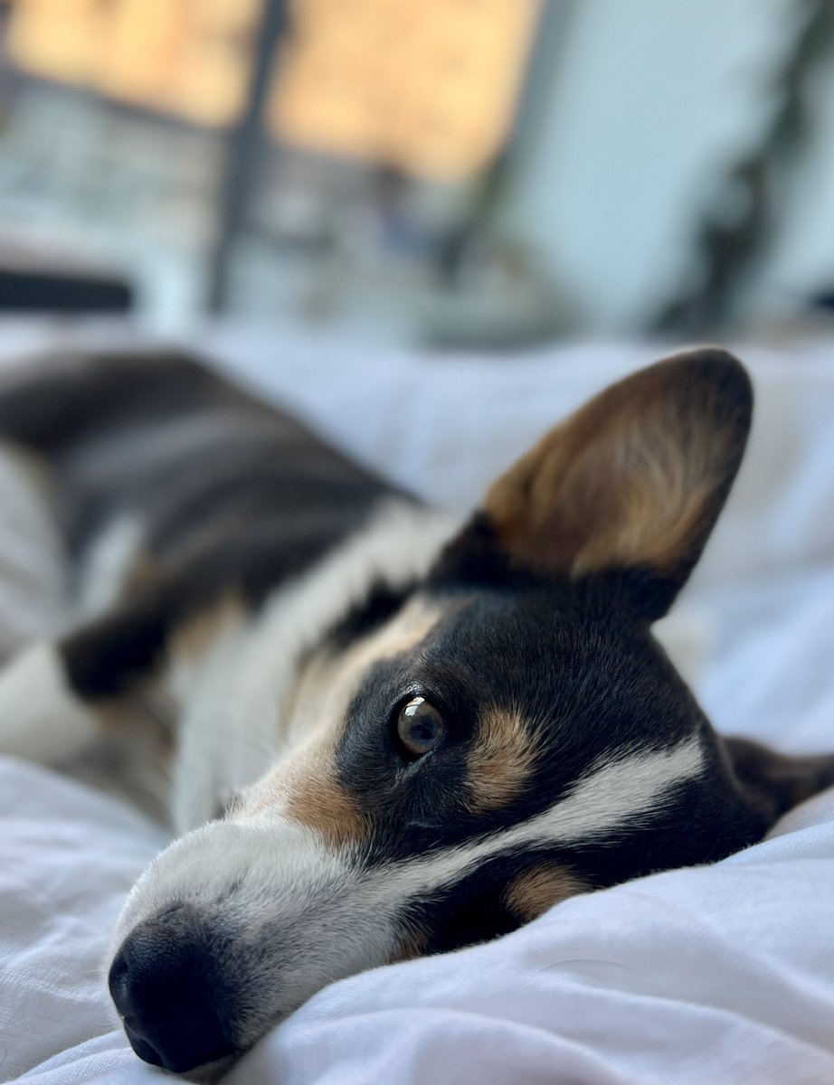 bodegacorgi's tweet photo. waiting for breakfast like https://t.co/LbZHvilEnJ