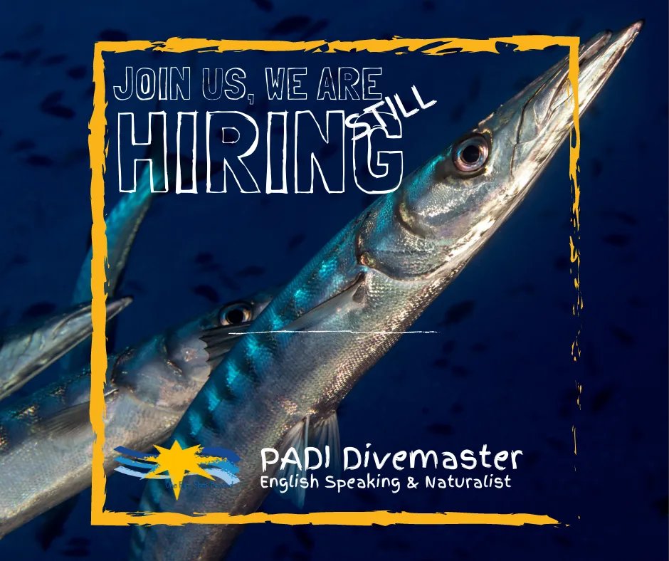 marenostrumdive's tweet photo. YOU'RE STILL IN TIME, WE ARE HIRING 🔥
ONE POSITION:
 🇬🇧🐟English speaking PADI Instructor &amp; Naturalist 
👉https://t.co/fenYd8b1ts
💪 Join the Mare Nostrum Diving Team 2022! https://t.co/4YJkoohHnT