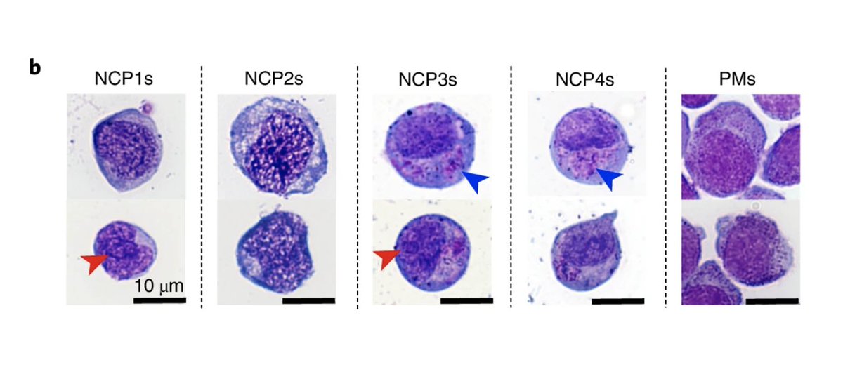 Nature Immunology tweet media