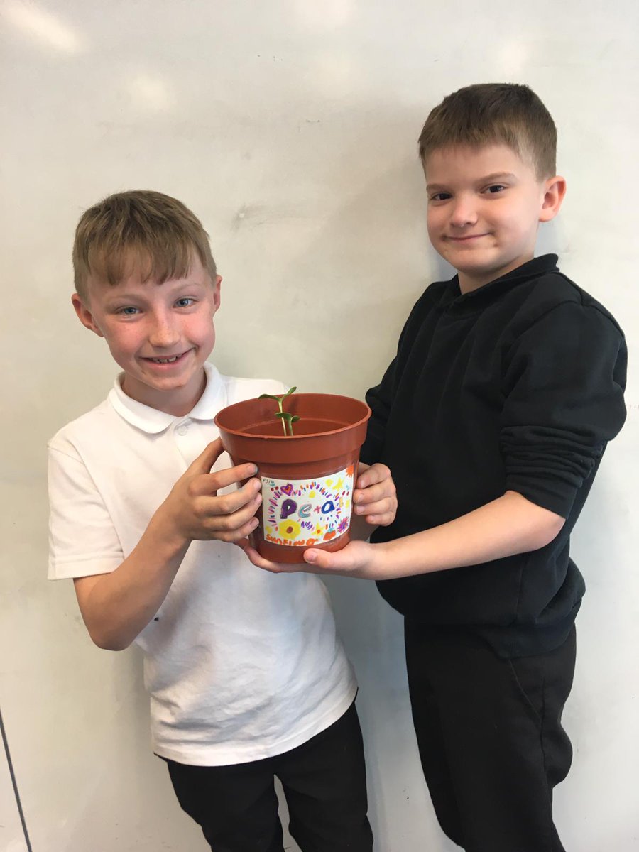 DreghornPrimary's tweet photo. Primary 3/4 have enjoyed planting sunflowers this week. 🪴 🌻 Today, they sequenced how to plant a sunflower and then wrote instructions independently for someone else to follow. #writingforapurpose #writinginstructions https://t.co/kBhOad6ORf
