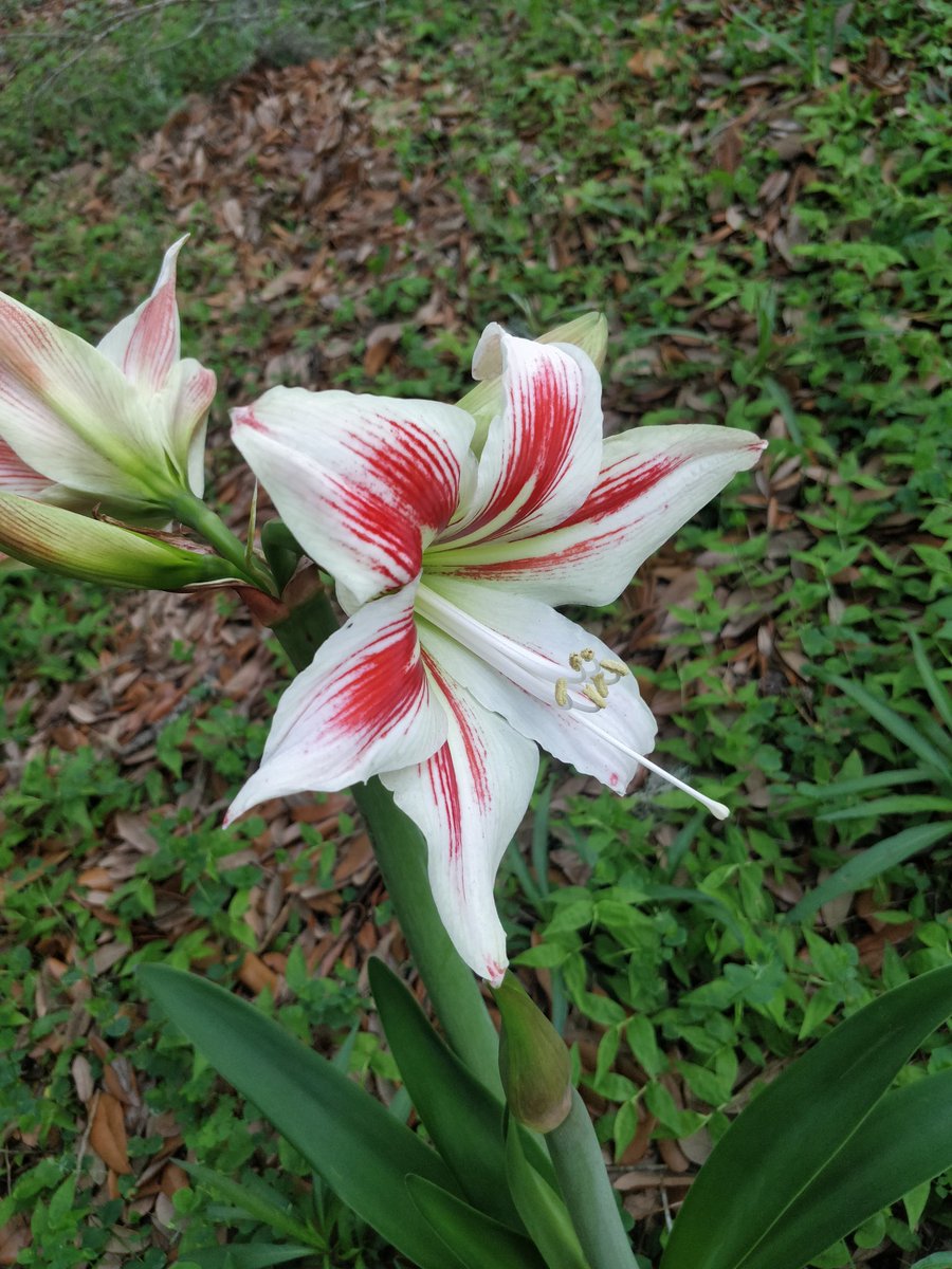dionelr's tweet photo. Having a crazy work day (like I am)? Here's some recent garden pics from my yard. I'm not really good at growing things, so chalk this up to God's provision. #flowerbreak #thinkpositive https://t.co/9mIzO8hjNF