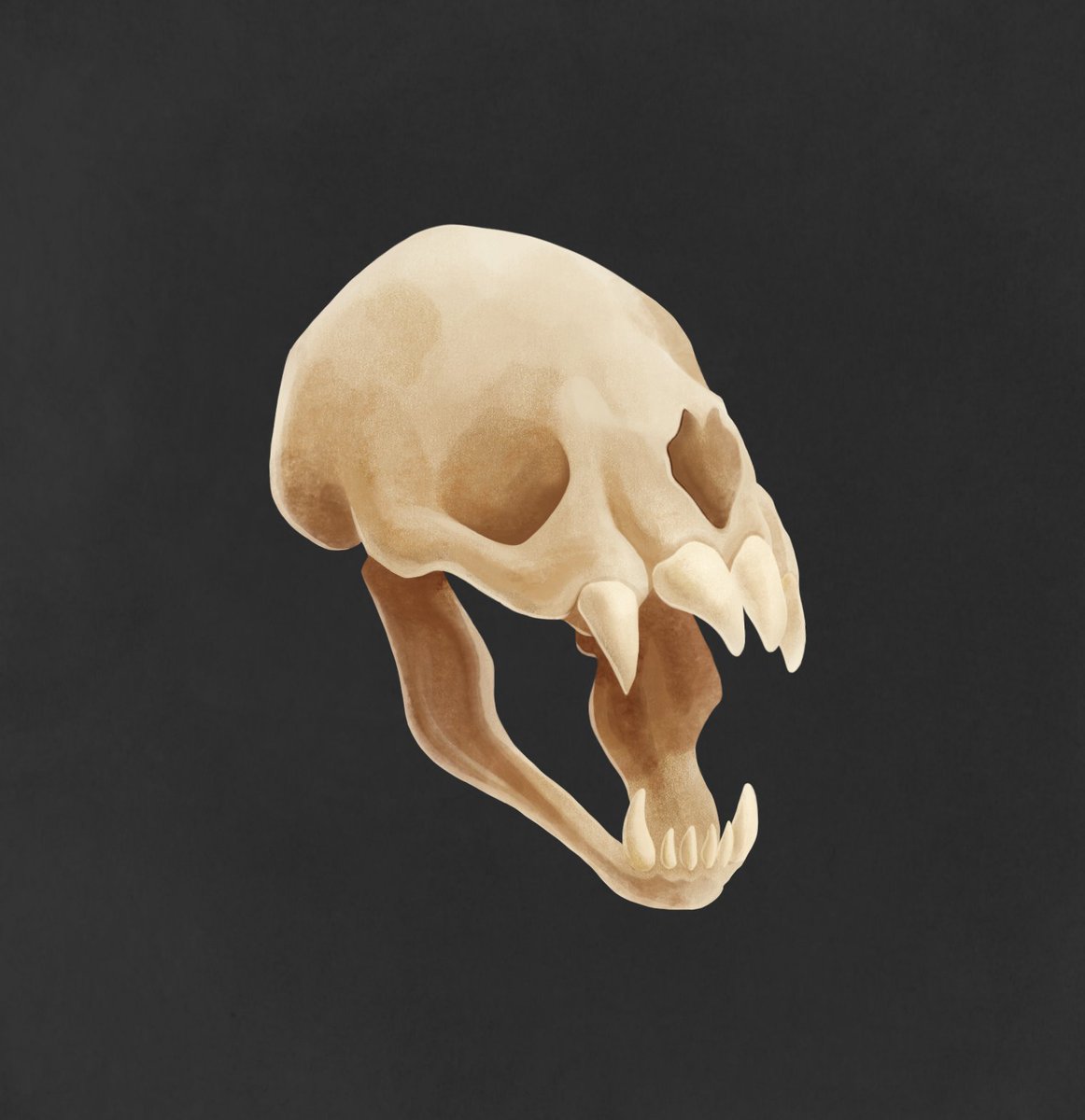 Bat skull