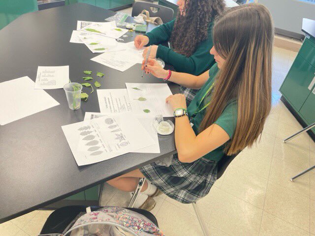 ACCHSVikings's tweet image. #VikiingScholars Students each brought in 10 leaves from 10 different plants for their Biology II Lab. They mounted the leaves and identified each by shape, arrangement, venation, and edge. #FaithTraditionExcellence 💚💛