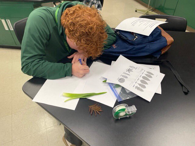 ACCHSVikings's tweet image. #VikiingScholars Students each brought in 10 leaves from 10 different plants for their Biology II Lab. They mounted the leaves and identified each by shape, arrangement, venation, and edge. #FaithTraditionExcellence 💚💛