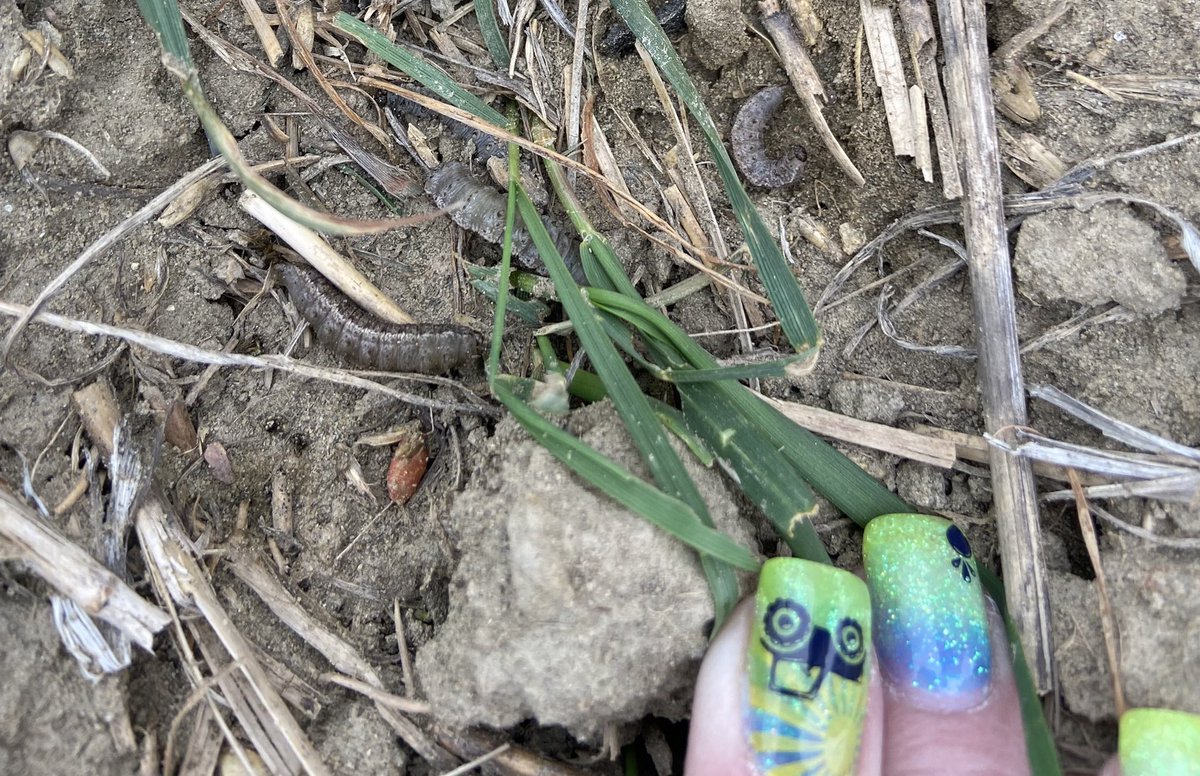 Spent the day in the field demonstrating the use of satellite imagery! The imagery took us right to the cutworms in this winter wheat field  #FarmCommand <a href="/farmers_edge/">Farmers Edge</a>