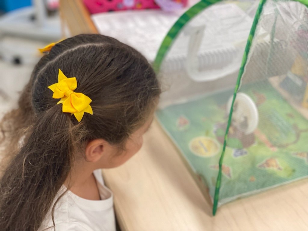 MacfarlanePkIB's tweet photo. Our Explorers are investigating the Life Cycle of a Butterfly UP CLOSE @MsBKinderClass @WeAreHAEST @HCPSElemScience #butterfly  #investigation #lifescience #Science   We ❤ Science! https://t.co/HIz2bwvPAe