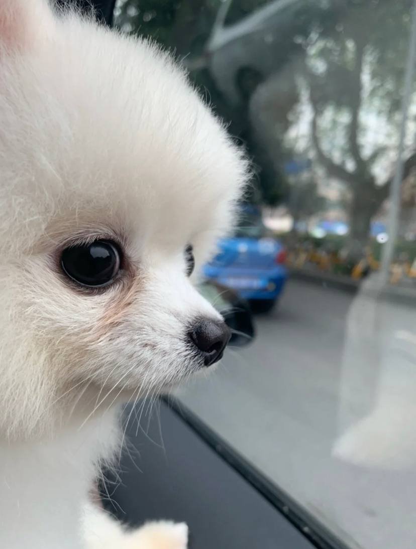 Cute dog, make people feel a kind of warmth