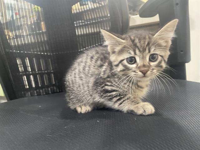 CutePetsLA's tweet photo. Hey! My name is Telly and I am an unaltered female, brown tabby Domest… https://t.co/7LZESPKw8z https://t.co/O1oDWAQgQ7
