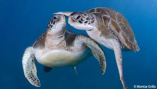 Ocean Conservancy tweet media