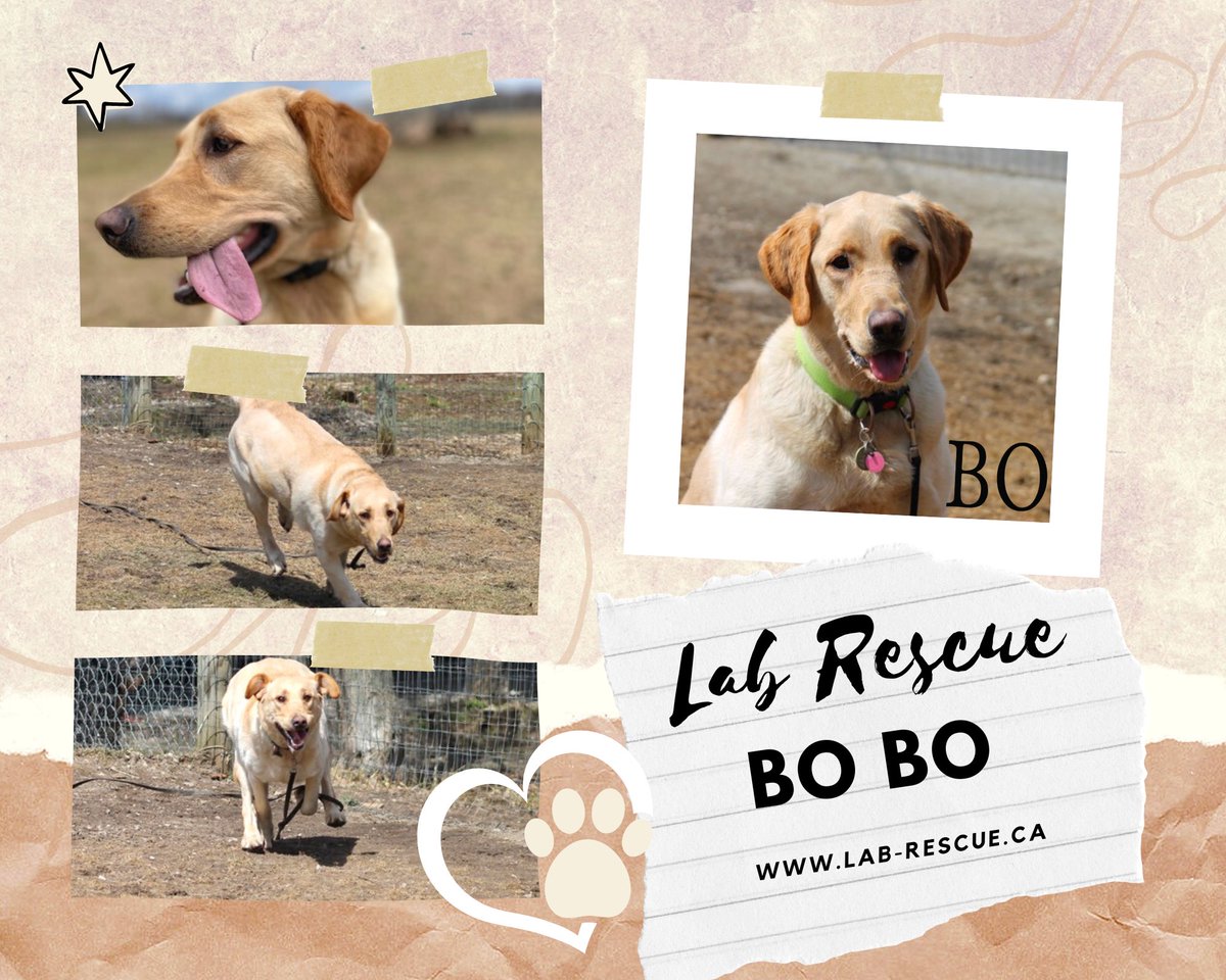 LABRESCUE289's tweet photo. 🔴ADOPTION ALERT🔴 I’m  Bo.  (1.5 years) silly puppy-lab. I have completed my “ bootcamp" canine course and ready to meet my forever family. If you have any questions or would like some information or apply for me contact the rescue team 
today! Info@lab-rescue.ca https://t.co/Bqjs1YUTad
